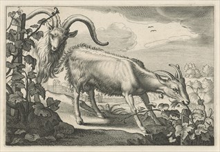 Two goats in a vineyard, print maker: Reinier van Persijn, Jacob Gerritsz Cuyp, Nicolaes Visscher