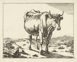 Standing cow, viewed from the front, print maker: Marcus de Bye, Paulus Potter, 1657 - c. 1677