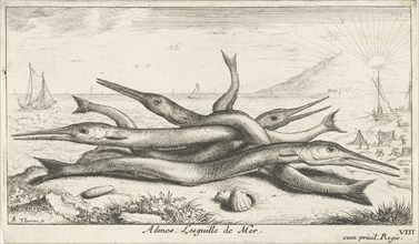 Needlefish, Belonidae on the beach, Albert Flamen, Jacques van Merlen, Lodewijk XIV koning van