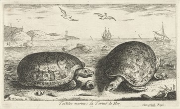 Two turtles on the beach, Albert Flamen, 1664