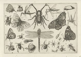 Insects, print maker: Jacob Hoefnagel, Joris Hoefnagel, Claes Jansz. Visscher II, 1630