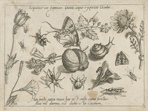 Insects, flowers and a snail around a walnut, Jacob Hoefnagel, Joris Hoefnagel, 1592
