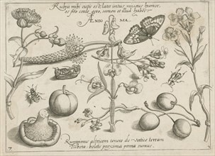 Insects, plants and fruits around a sweet pea, print maker: Jacob Hoefnagel, Joris Hoefnagel,