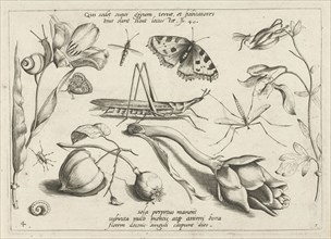 Animals and plants around a grasshopper and a artishock, Jacob Hoefnagel, Joris Hoefnagel, 1592