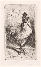 Cock, Jan Gerard Smits, 1872