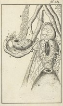 Anatomical image X, Jan Luyken, Jan Claesz ten Hoorn, 1680 - 1688