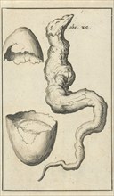 Anatomical picture IX, Jan Luyken, Jan Claesz ten Hoorn, 1680 - 1688