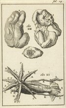 Anatomical Figure I, Jan Luyken, Jan Claesz ten Hoorn, 1680 - 1688