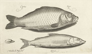 Carp and whitefish, Nicolaes de Bruyn, 1581-1656