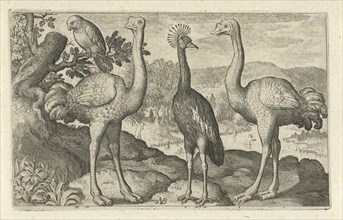 Crane between two ostriches, print maker: Nicolaes de Bruyn, Nicolaes de Bruyn, Francoys van
