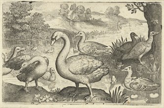 Swan and geese and ducks near the water, print maker: Nicolaes de Bruyn, Nicolaes de Bruyn,