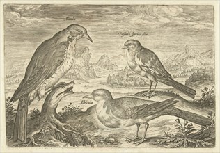 Three birds in a landscape, Adriaen Collaert, 1598 - 1602