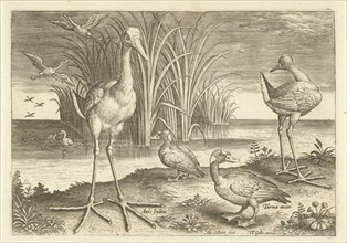 Some waterfowl on a shore, Adriaen Collaert, 1598 - 1618