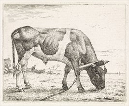 Grazing ox, Wouter Johannes van Troostwijk, 1792-1810