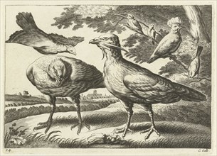 Geese and a cockatoo, Pieter van Lisebetten, Wenceslaus Hollar, Francis Barlow, 1654 - 1678