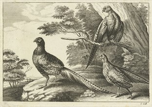 Three pheasants, Pieter van Lisebetten, Wenceslaus Hollar, Francis Barlow, 1654 - 1678