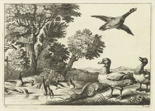 Ducks, Pieter van Lisebetten, Wenceslaus Hollar, Francis Barlow, 1654 - 1678