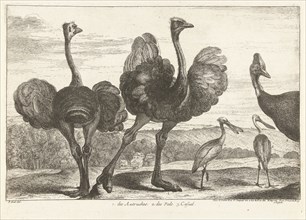 Ostriches, cassowary and spoonbill, Gérard Scotin (I), Lodewijk XIV (koning van Frankrijk), 1670 -