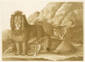 Lion and two lionesses, Isaac van Haastert, c. 1768 - 1834