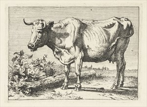 Cow with twisted horns, Paulus Potter, 1650
