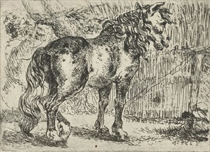 Horse, Jan Fijt, c. 1621 - 1661