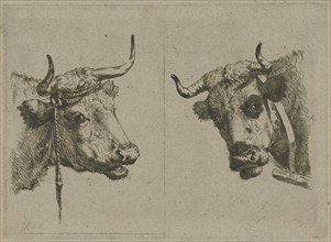 Two cows heads, Jan Kobell III, 1801