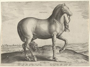 Horse from Sicily (Siculus), Hieronymus Wierix, Philips Galle, c. 1583 - c. 1587