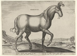 Horse of Armenia Arminius, Hieronymus Wierix, Philips Galle, c. 1583 - c. 1587