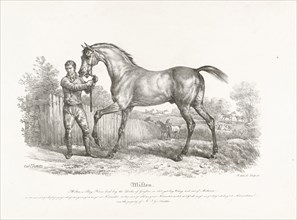 Horse, Ali, cheval arabe Envoye par le Sultan de Muscat a Mr le Baron de Capellen ... gouverneur