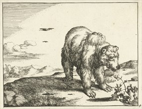 Standing Bear at plant, Marcus de Bye, Marcus Gerards (I), 1664