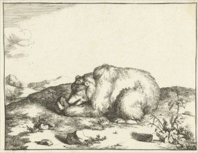 Bear, eating something from his left leg, Marcus de Bye, Marcus Gerards I 1664