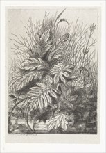 Plants, Arnoud Schaepkens, 1831 - 1904