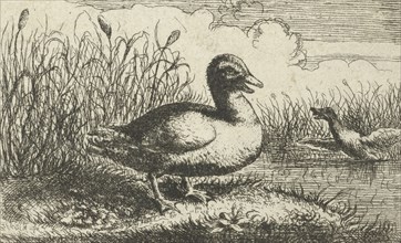 Landscape with wild duck, print maker: Anonymous, Albert Flamen, after 1659 - 1741