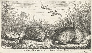 Four freshwater turtles between grass and reed, Philippus Endlich, Isaac de la Fontaine, Reinier &