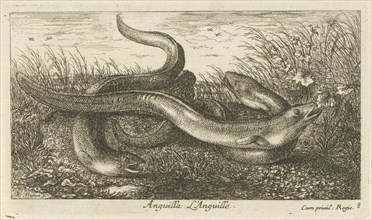Three eels in the grass, Albert Flamen, 1664