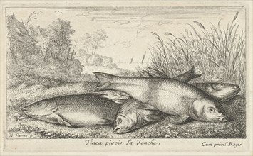 Four tench on a river bank, Albert Flamen, Jacques van Merlen, Lodewijk XIV (koning van Frankrijk),