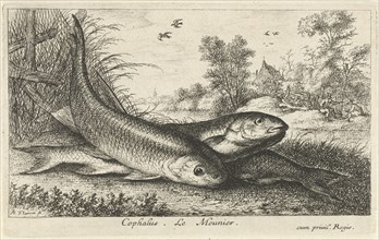 Three chub, Squalius cephalus, on a riverbank, Albert Flamen, Jacques van Merlen, Louis XIV King of