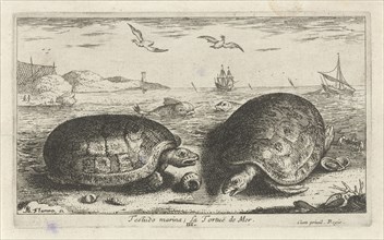 Two turtles on the beach, Albert Flamen, 1664