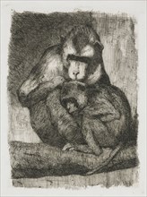 Fleas of a young monkey, Heinrich M. Krabbe, 1883-1931