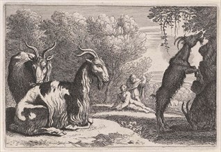 Goats, Anonymous, Herman van Swanevelt, 1636 - 1705