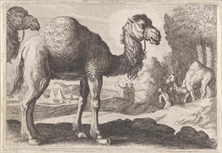 Camels, Anonymous, Herman van Swanevelt, 1636 - 1705