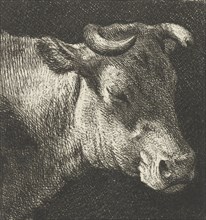 cow right, Simon Andreas Krausz, 1770 - 1825