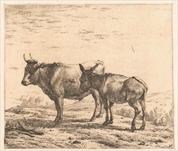 Ox and donkey, Karel Dujardin, 1652 - 1659