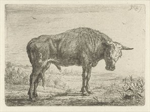 Standing bull, Jacobus Cornelis Gaal 1851, Jacobus Cornelis Gaal, 1851