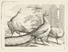 Three peacocks, Peter Casteels III, c. 1700 - before 1749