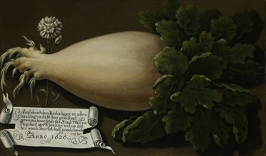A Giant Radish, Anonymous, 1626