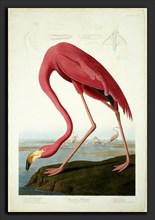 Robert Havell after John James Audubon, American Flamingo, American, 1793 - 1878, 1838,