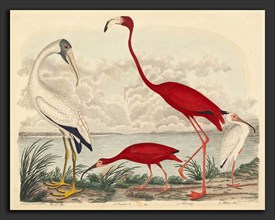 John G. Warnicke after Alexander Wilson, Wood Ibis, Scarlet Ibis, Flamingo, and White Ibis,