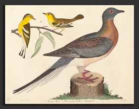 John G. Warnicke after Alexander Wilson, Passenger Pigeon, Blue-mountain Warbler, and Hemlock
