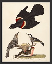 Alexander Lawson after Alexander Wilson, Red-winged Starling, Female Red-winged Starling,